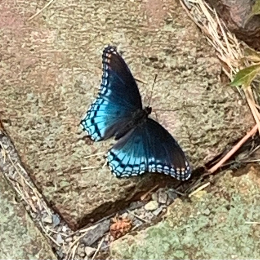 Meet your Posher, Julia